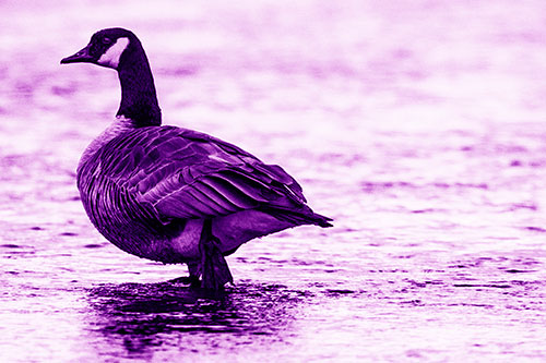 River Walking Canadian Goose (Purple Shade Photo)