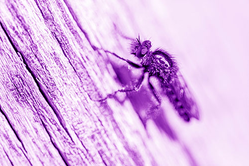 Robber Fly Perched Along Sloping Tree Stump (Purple Shade Photo)