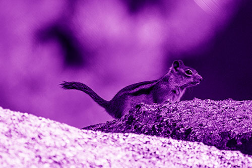 Rock Climbing Squirrel Reaches Shaded Area (Purple Shade Photo)
