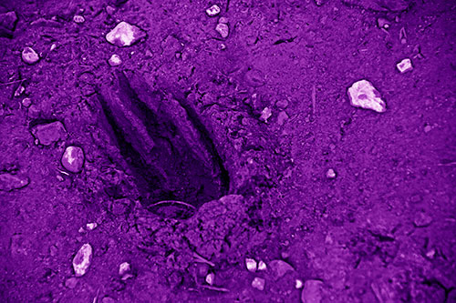 Rocks Surround Deep Mud Paw Footprint (Purple Shade Photo)