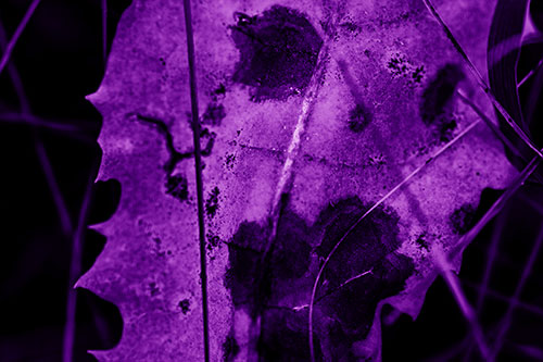 Rot Screaming Leaf Face Among Grass Blades (Purple Shade Photo)