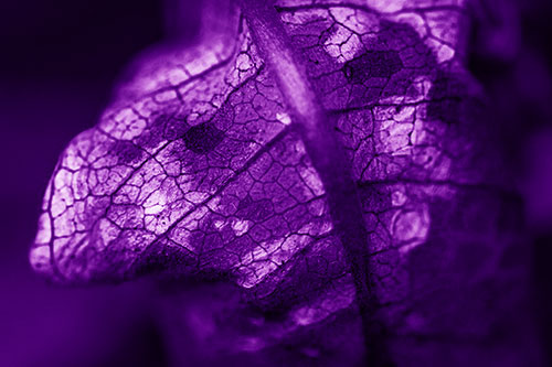 Rotting Veined Leaf Stem Face (Purple Shade Photo)