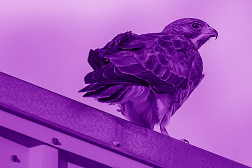 Rough Legged Hawk Enjoying Sunrise Atop Steel Roof Ledge (Purple Shade)
