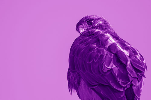 Rough Legged Hawk Glancing Backwards (Purple Shade Photo)
