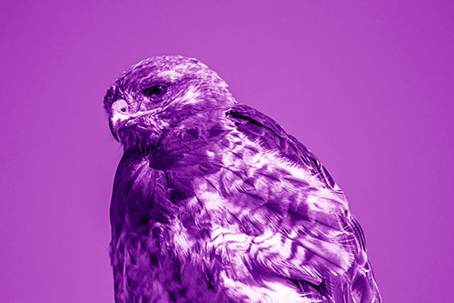 Rough Legged Hawk Keeping An Eye Out (Purple Shade Photo)