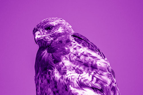 Rough Legged Hawk Keeping An Eye Out (Purple Shade)