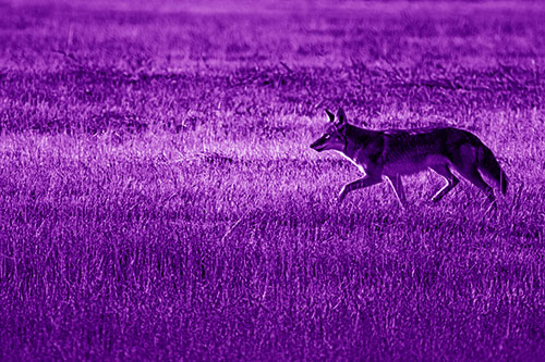 Running Coyote Hunting Among Grass Prairie (Purple Shade Photo)