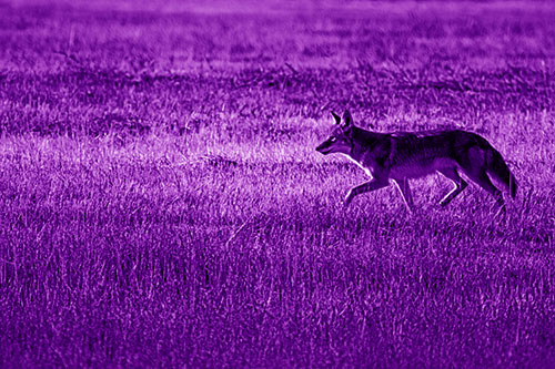 Running Coyote Hunting Among Grass Prairie (Purple Shade)