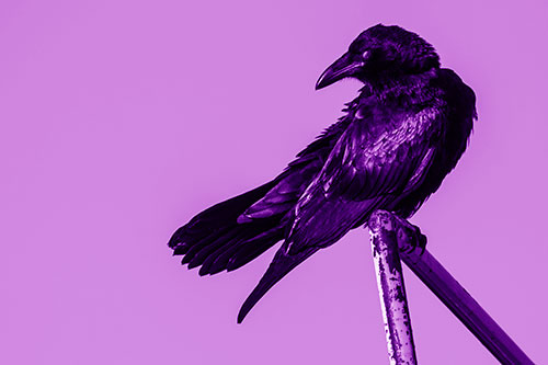Rusted Rail Raven Keeping Watch (Purple Shade)