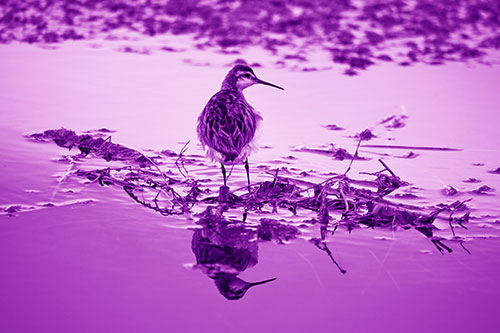 Sandpiper Bird Perched On Floating Lake Stick (Purple Shade Photo)