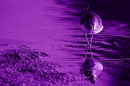 Sandpiper Watching Water Rippling Among Shoreline (Purple Shade)