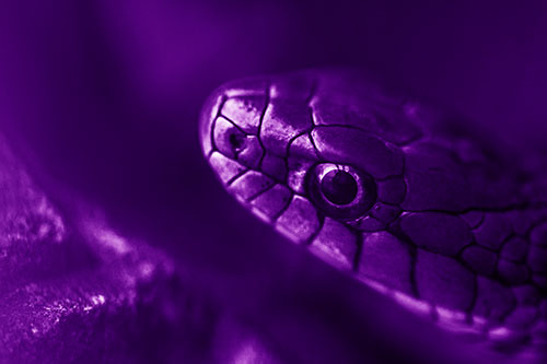 Scared Garter Snake Makes Appearance (Purple Shade Photo)