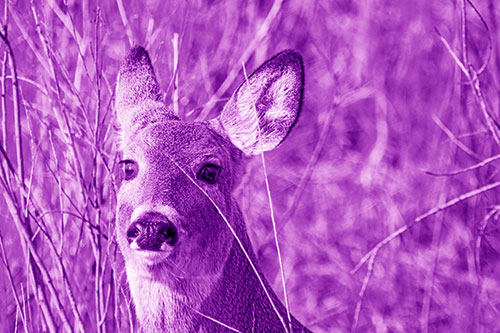 Scared White Tailed Deer Among Branches (Purple Shade)