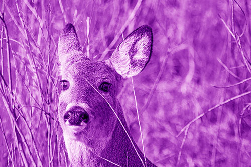 Scared White Tailed Deer Among Branches (Purple Shade Photo)