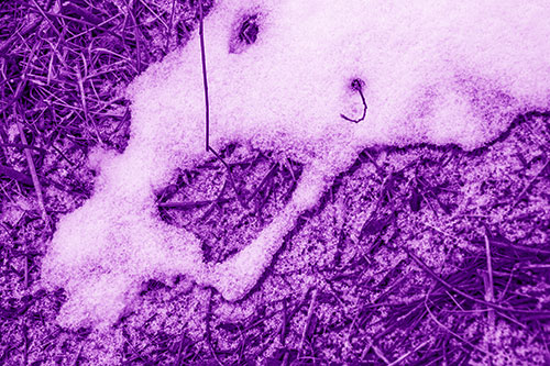 Screaming Stick Eyed Snow Face Among Grass (Purple Shade Photo)