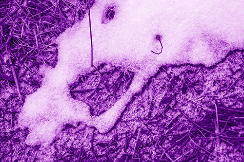 Screaming Stick Eyed Snow Face Among Grass (Purple Shade)