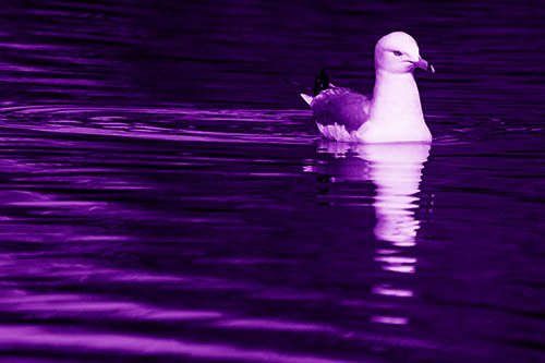 Seagull Floating Among Illuminated Rippling Water (Purple Shade)