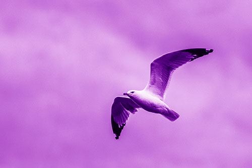 Seagull Flying Among Cloudy Overcast Sky (Purple Shade)