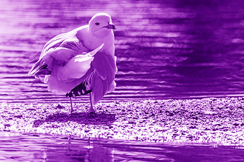 Seagull Grooming Itself Among Lake Shore (Purple Shade)