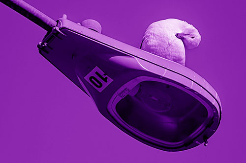 Seagull Grooming Self Atop Street Light Pole (Purple Shade)