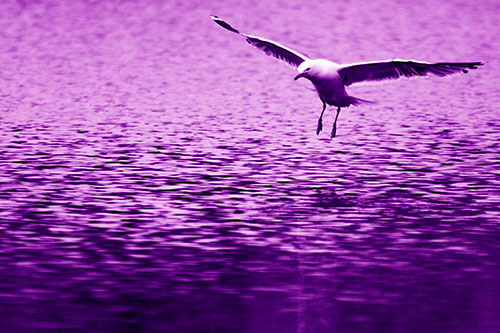 Seagull Landing On Lake Water (Purple Shade Photo)
