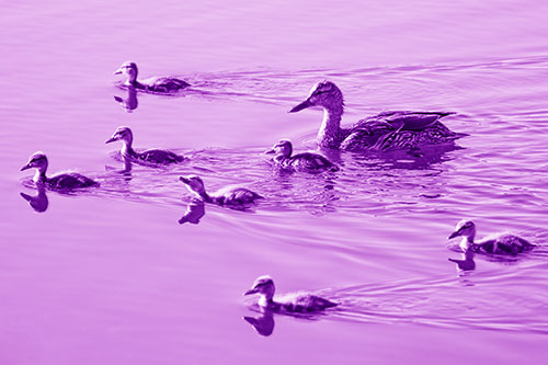Seven Mallard Ducklings Swimming With Mother (Purple Shade)