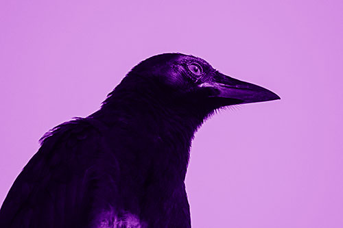 Shaded Crow Gazing Towards Sunlight (Purple Shade Photo)