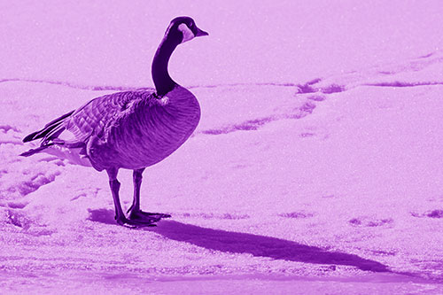 Shadow Casting Canadian Goose Standing Among Snow (Purple Shade Photo)