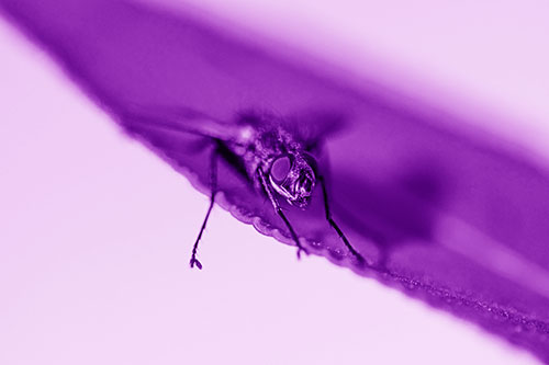 Shadow Casting Cluster Fly Dangles Leg Off Plant Leaf (Purple Shade)