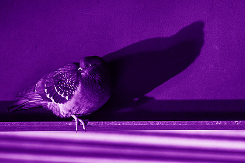 Shadow Casting Pigeon Looking Towards Light (Purple Shade)
