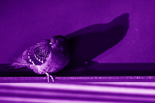 Shadow Casting Pigeon Looking Towards Light (Purple Shade Photo)