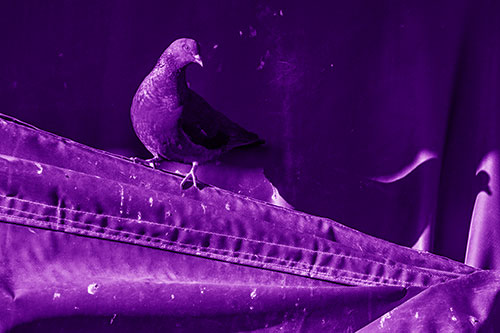 Shadow Casting Pigeon Perched Along Dirty Sloping Tarp (Purple Shade)