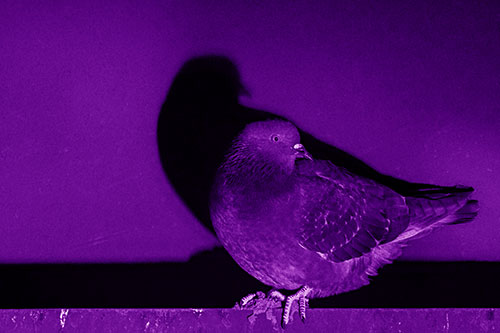 Shadow Casting Pigeon Perched Among Steel Beam (Purple Shade Photo)