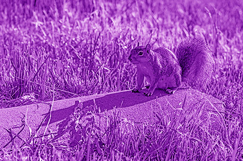 Shadow Casting Squirrel Sitting Atop Concrete Drain (Purple Shade)