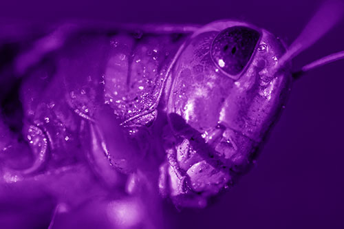 Shadow Casts Smile Across Grasshoppers Face (Purple Shade)