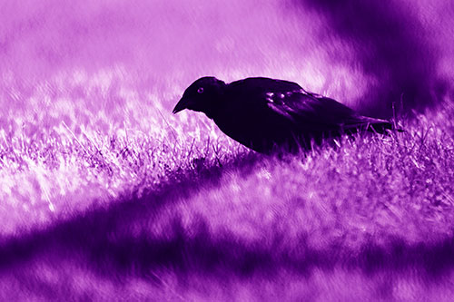 Shadow Standing Grackle Bird Leaning Forward On Grass (Purple Shade Photo)