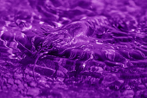 Shallow Submerged Crayfish Keeping Watch Among River (Purple Shade Photo)