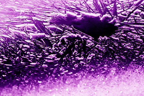 Shattered Ice Crystals Surround Water Hole (Purple Shade Photo)