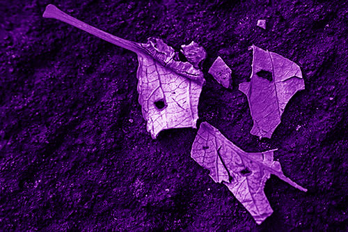 Shattered Leaf Face Separating Atop Pavement (Purple Shade)
