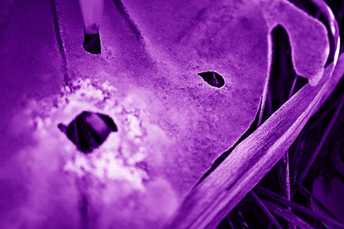 Shocked Peeling Grass Eyed Ice Face (Purple Shade)