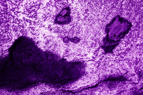 Shocked Puddle Face Drying Among Rock Surface (Purple Shade)
