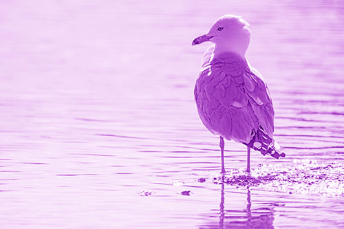 Shore Standing Seagull Watches Across Lake (Purple Shade)