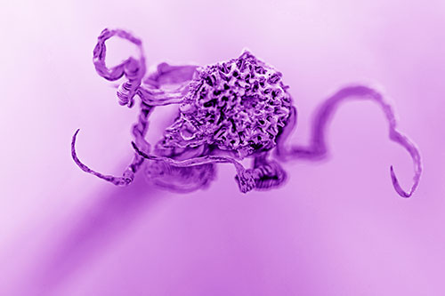 Shriveled Decaying Gumplant Dying Among Cold (Purple Shade Photo)