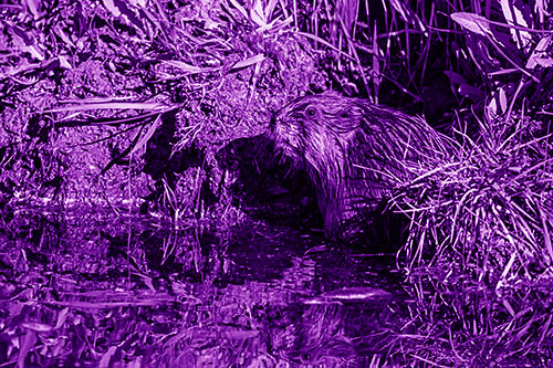 Shy Muskrat Sits Among Shallow Stream (Purple Shade)