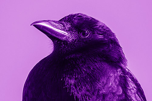 Side Glancing Crow Among Sunlight (Purple Shade Photo)