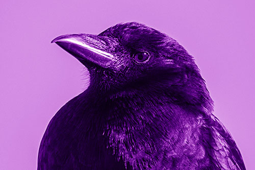Side Glancing Crow Among Sunlight (Purple Shade)