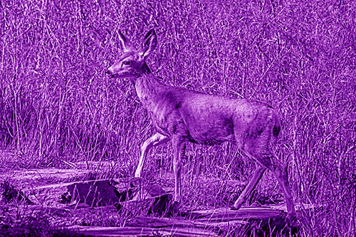 Side Glancing Mule Deer Walking Up Stepping Stones (Purple Shade)