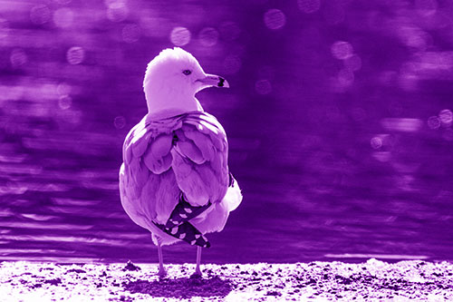 Sideways Glancing Seagull Observing Lake Surroundings (Purple Shade)