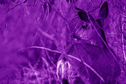 Sideways Glancing White Tailed Deer Beyond Tree Branches (Purple Shade Photo)