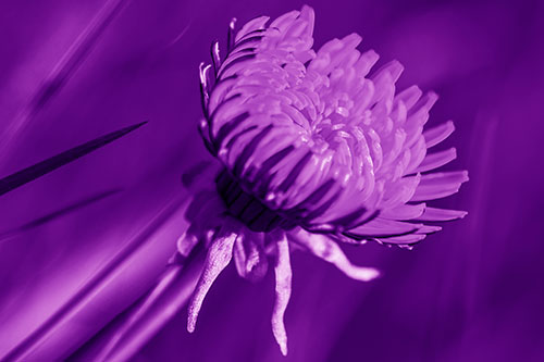 Sideways Taraxacum Flower Blooming Towards Light (Purple Shade Photo)